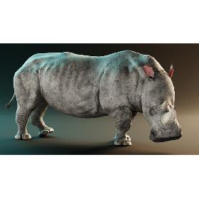 3D White Rhinoceros Rigged model